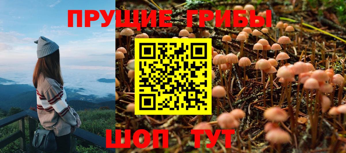 Галлюциногенные грибы Psilocybine cubensis Выборг